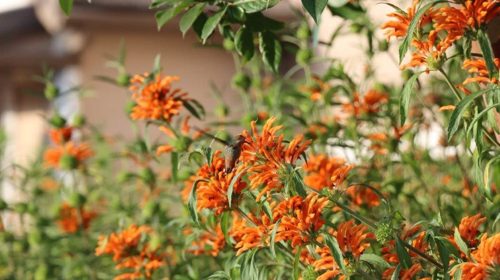 A close up of orange flowers

Description automatically generated