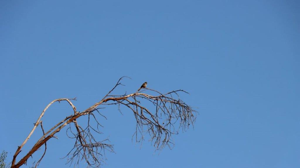 A bird perched on a tree branch

Description automatically generated