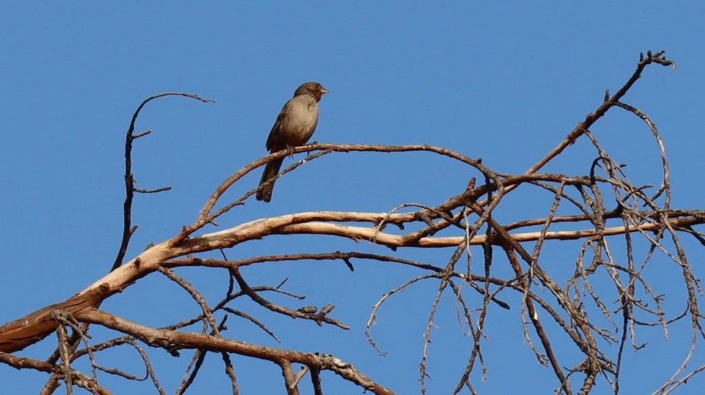 A bird perched on a branch

Description automatically generated