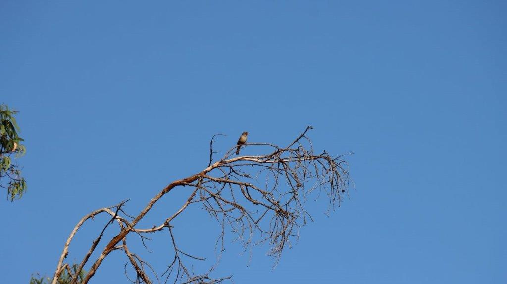 A bird perched on a tree branch

Description automatically generated