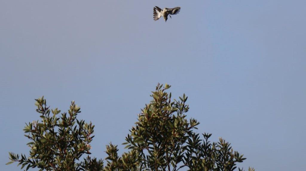 A bird flying over a tree

Description automatically generated