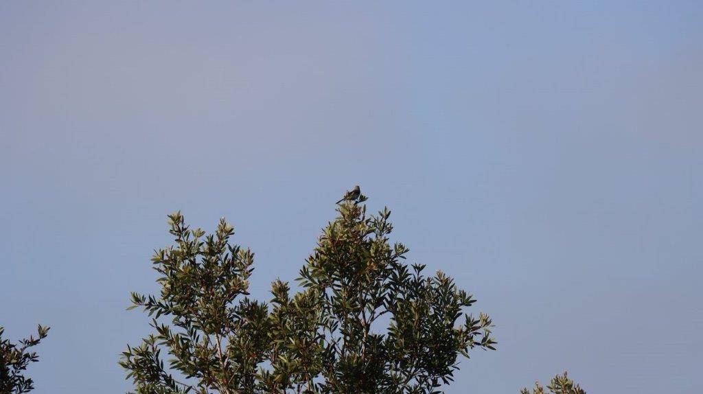 A bird sitting on top of a tree

Description automatically generated