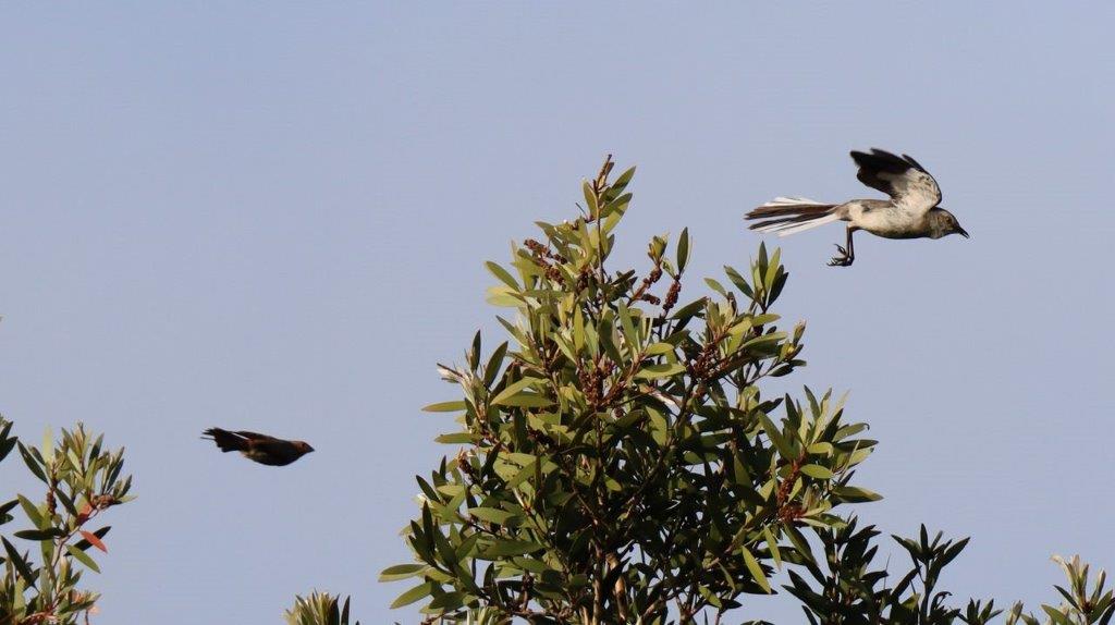 A group of birds flying in the sky

Description automatically generated