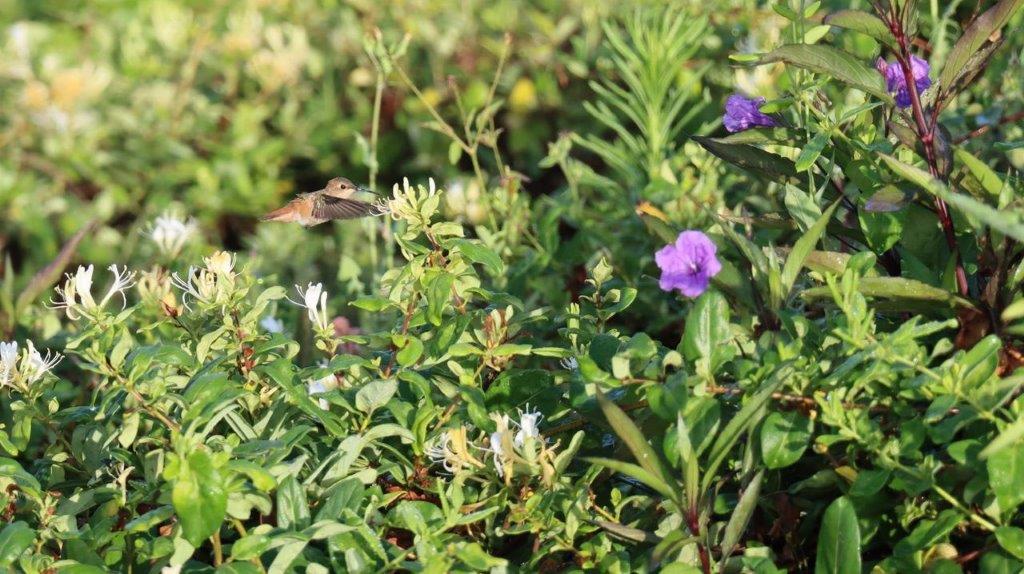 A bird flying over a plant

Description automatically generated