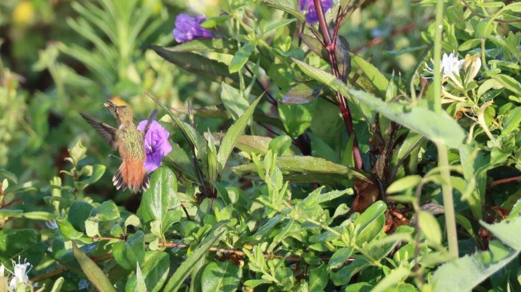 A bird on a flower

Description automatically generated