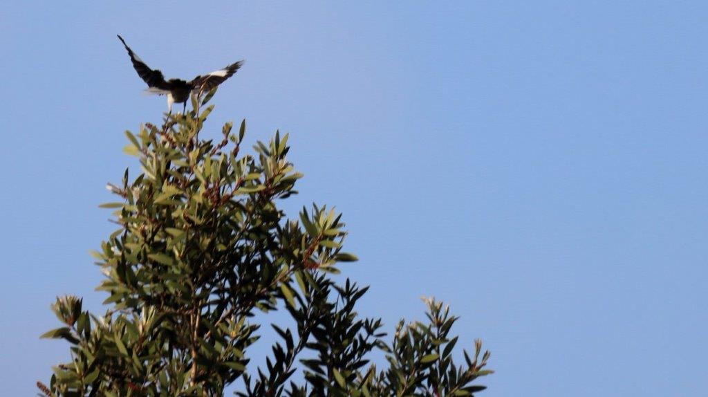 A bird perched on top of a tree

Description automatically generated