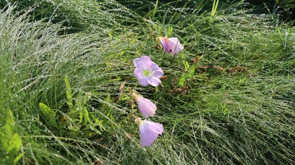 A group of flowers in the grass

Description automatically generated