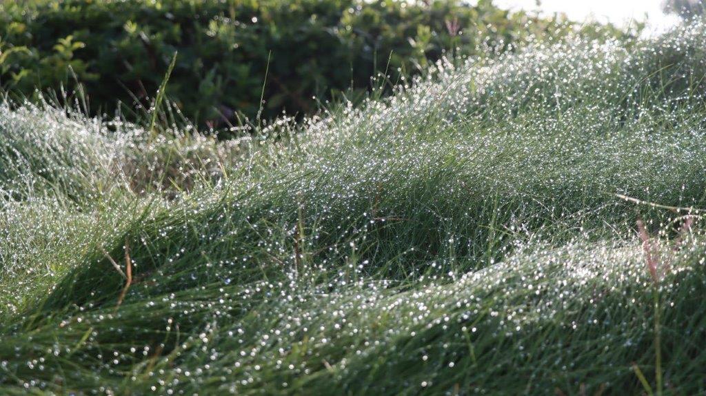 Close-up of a grass field

Description automatically generated