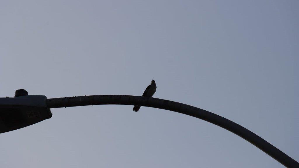 A bird sitting on a branch

Description automatically generated