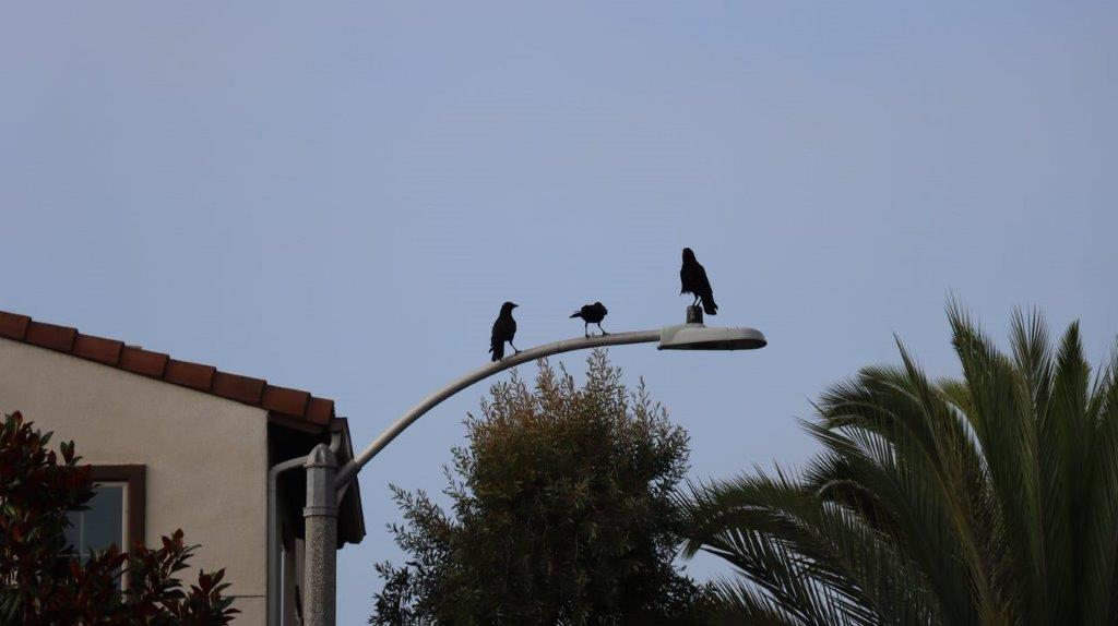 Birds on a light pole

Description automatically generated