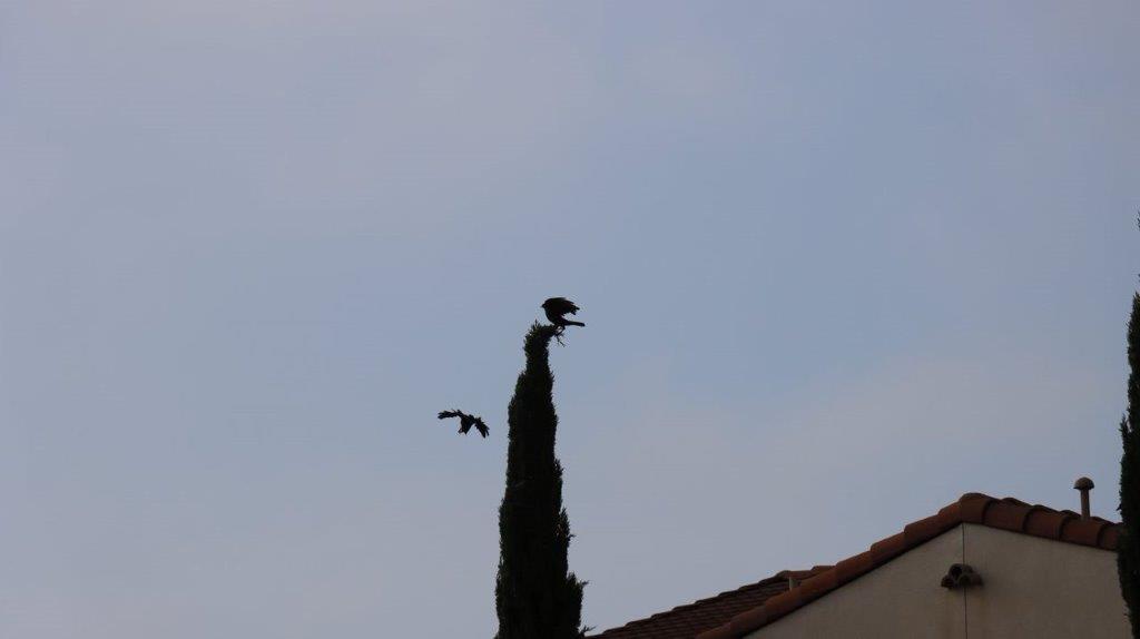 Birds flying over a tree

Description automatically generated