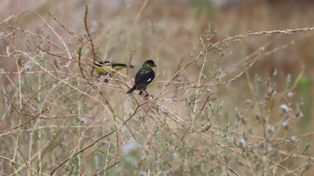 A couple of birds on a branch

Description automatically generated