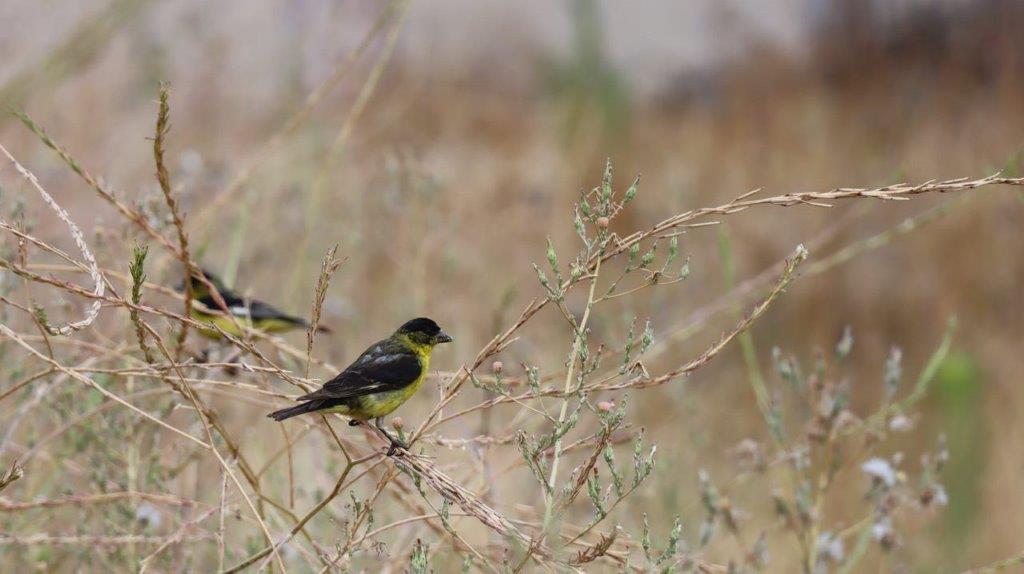 A group of birds sitting on a branch

Description automatically generated