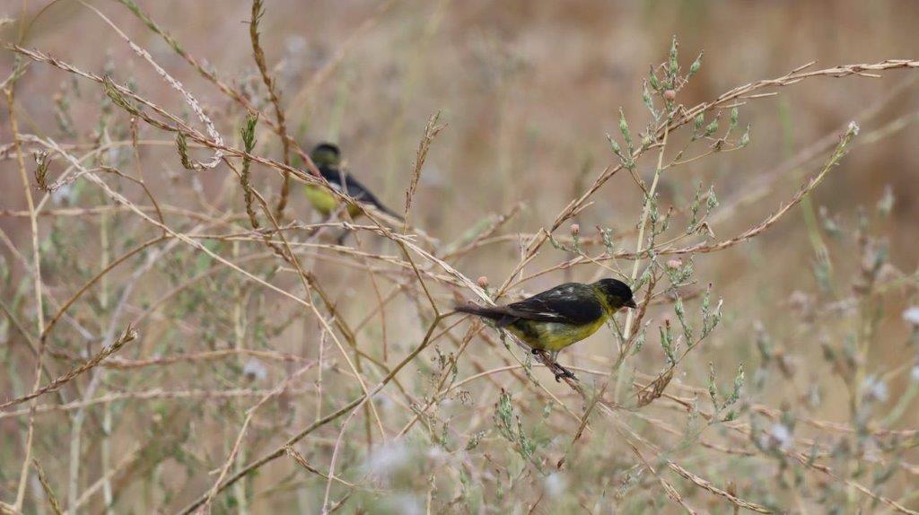 A couple of birds on a branch

Description automatically generated