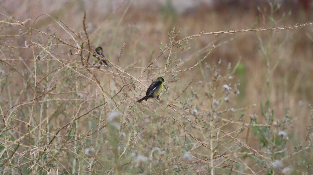 A bird on a branch

Description automatically generated