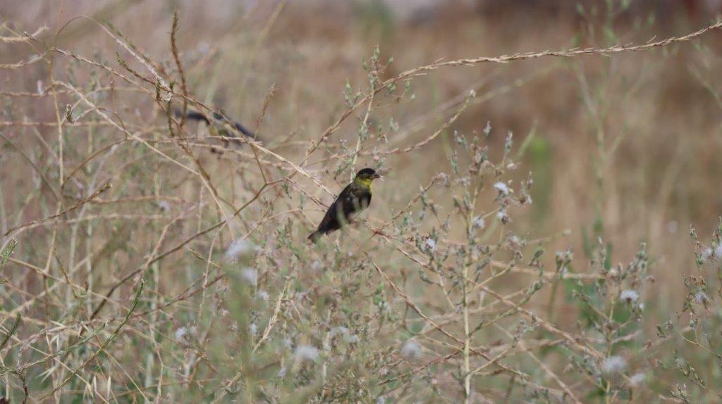 A bird sitting on a branch

Description automatically generated