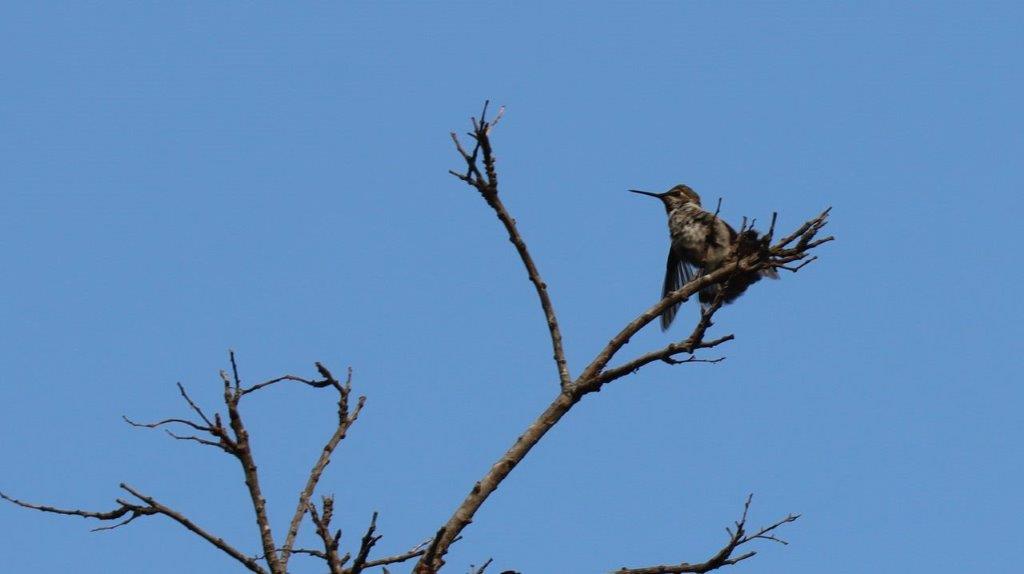 A bird sitting on a branch

Description automatically generated