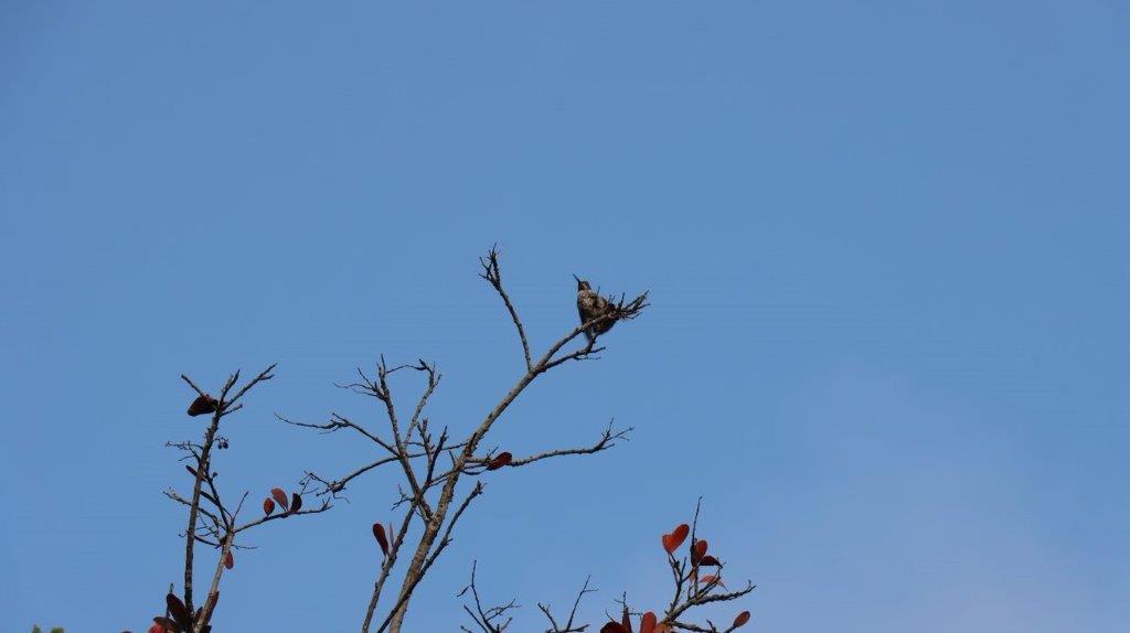 A bird on a branch

Description automatically generated