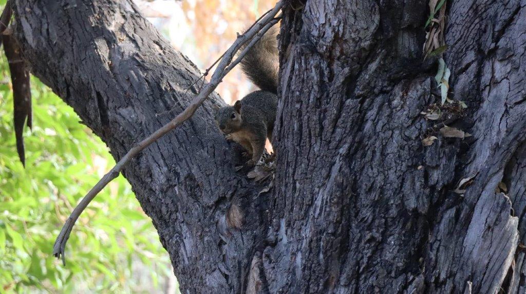 A squirrel in a tree

Description automatically generated