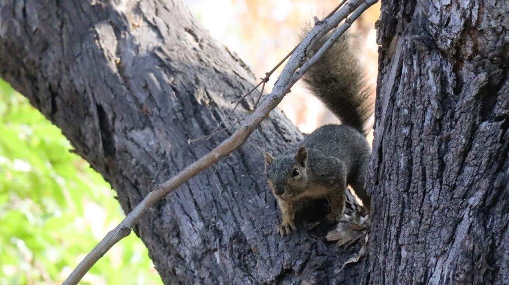 A squirrel in a tree

Description automatically generated