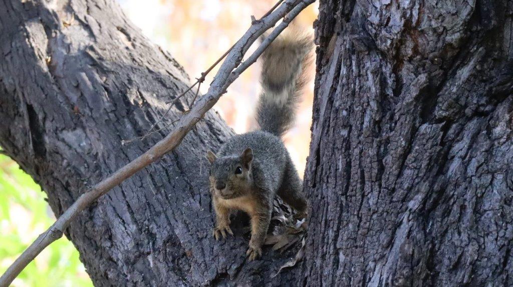 A squirrel in a tree

Description automatically generated