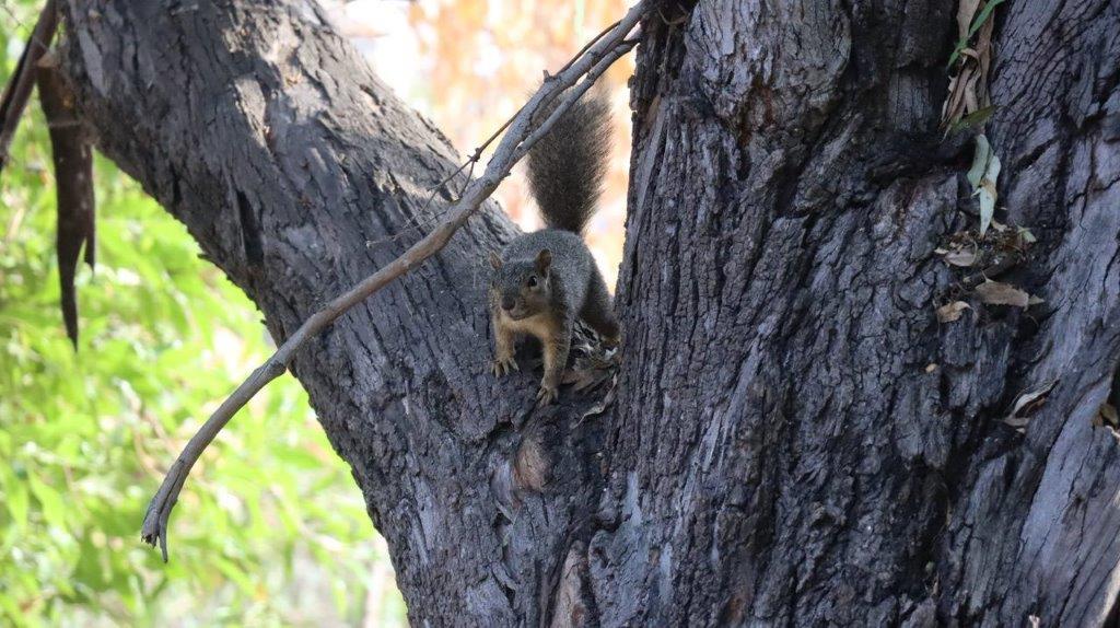 A squirrel in a tree

Description automatically generated