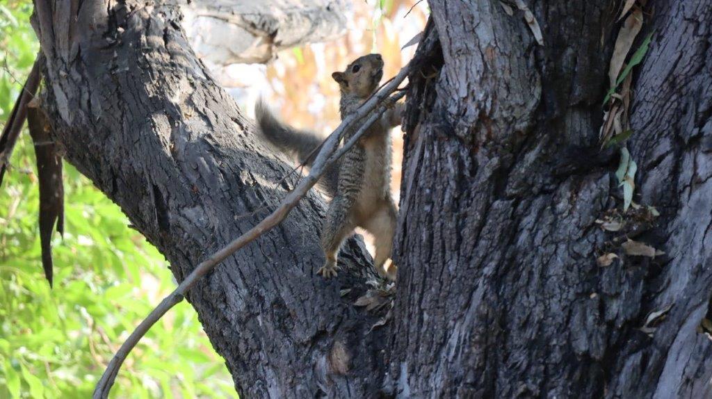 A squirrel climbing up a tree

Description automatically generated