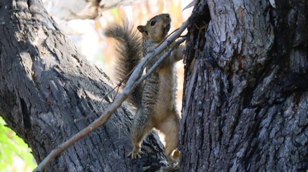 A squirrel climbing a tree

Description automatically generated