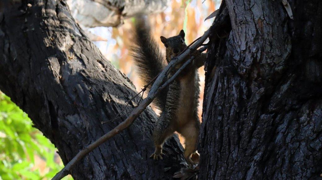 A squirrel climbing a tree

Description automatically generated