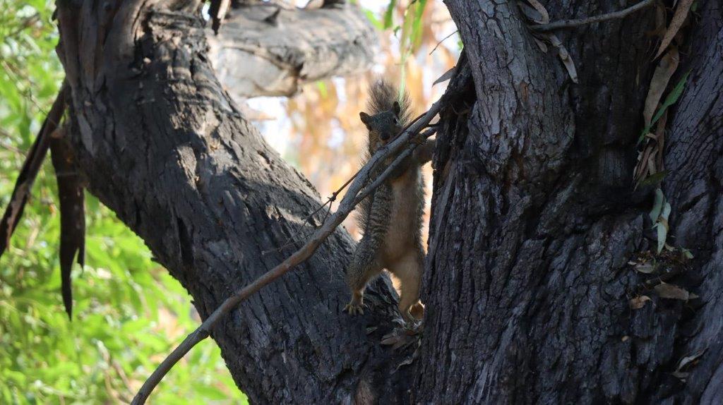 A squirrel climbing a tree

Description automatically generated