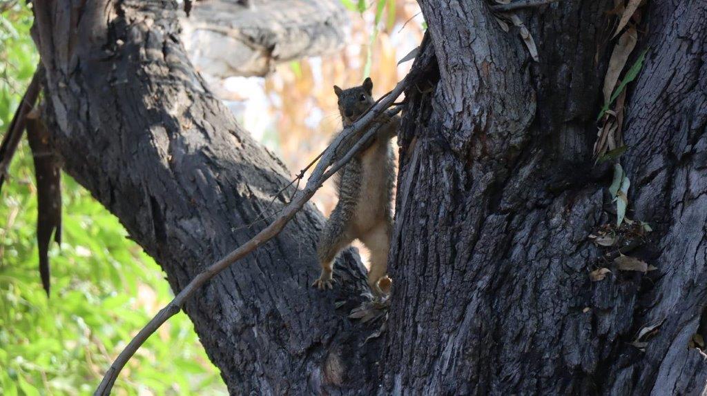 A squirrel climbing a tree

Description automatically generated