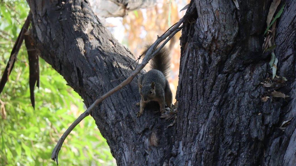 A squirrel in a tree

Description automatically generated