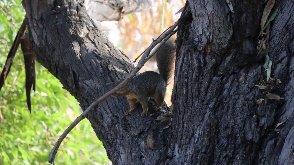 A squirrel in a tree

Description automatically generated