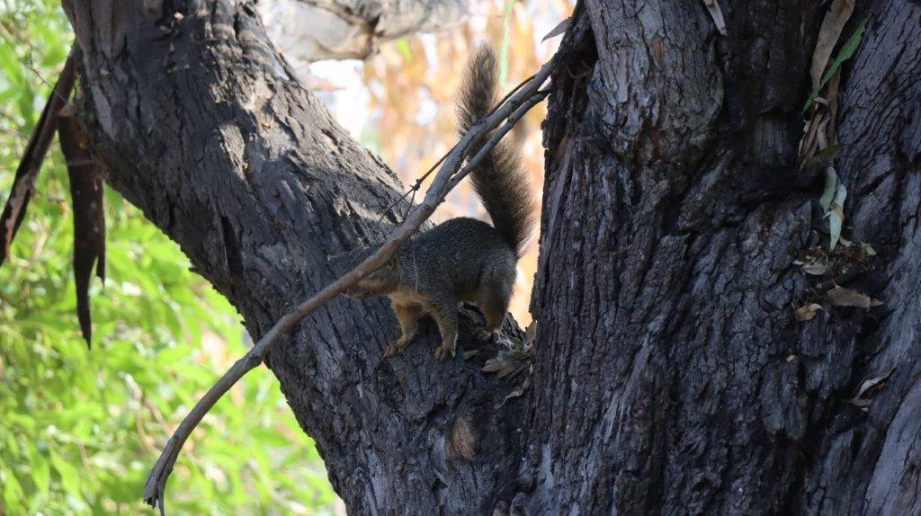 A squirrel in a tree

Description automatically generated