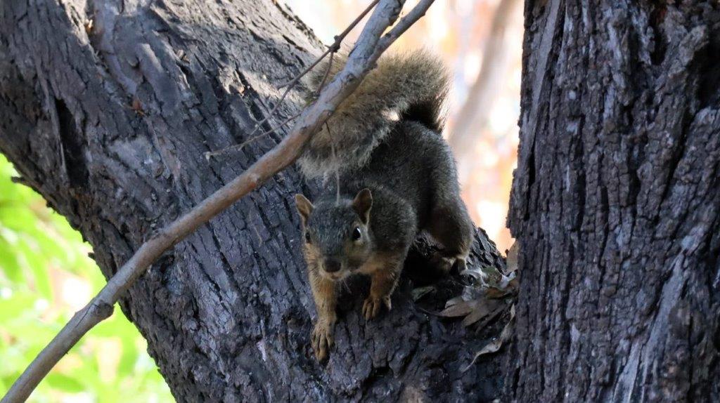 A squirrel in a tree

Description automatically generated