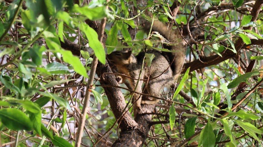 A squirrel in a tree

Description automatically generated