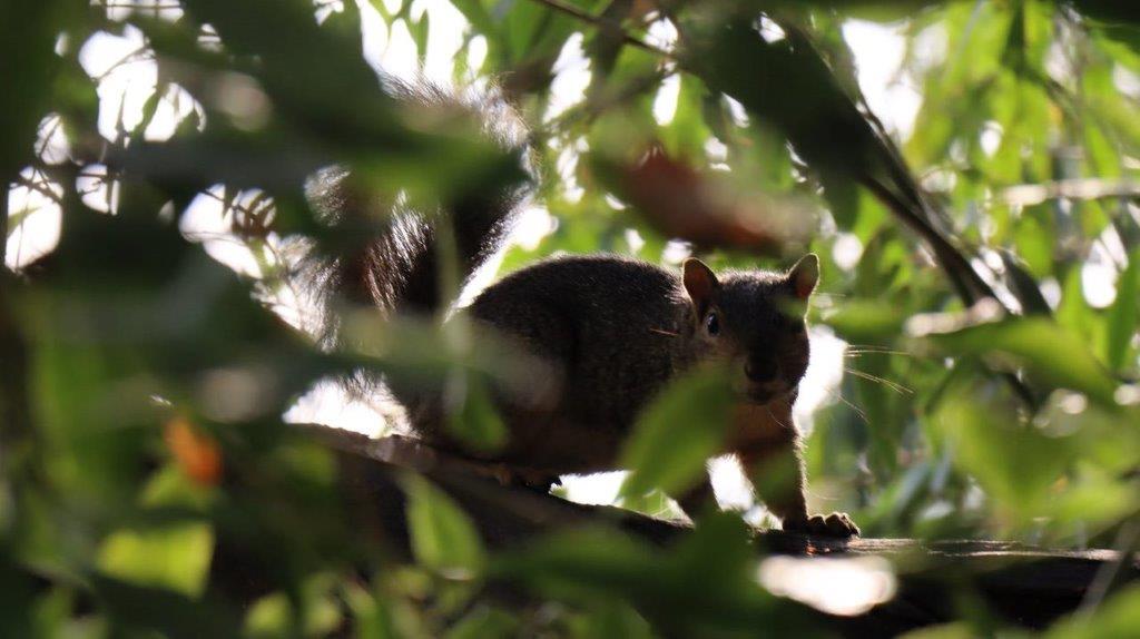 A squirrel on a tree branch

Description automatically generated