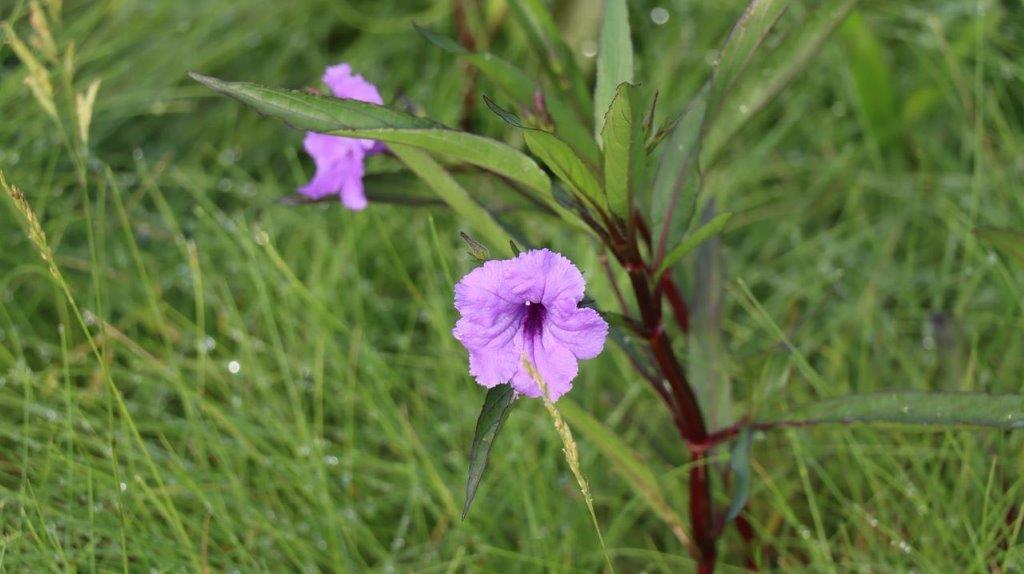 Purple flowers in the grass

Description automatically generated