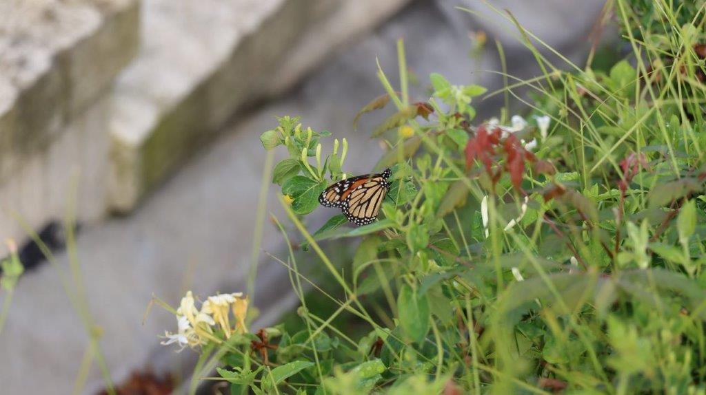 A butterfly on a plant

Description automatically generated