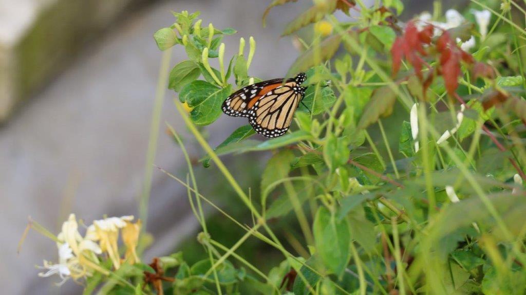 A butterfly on a plant

Description automatically generated