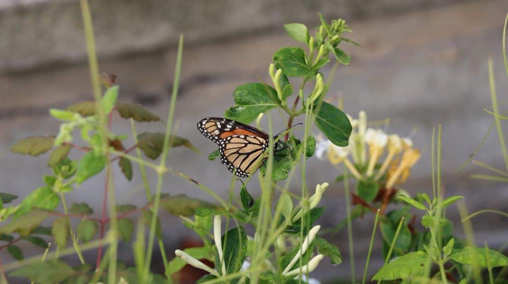 A butterfly on a plant

Description automatically generated