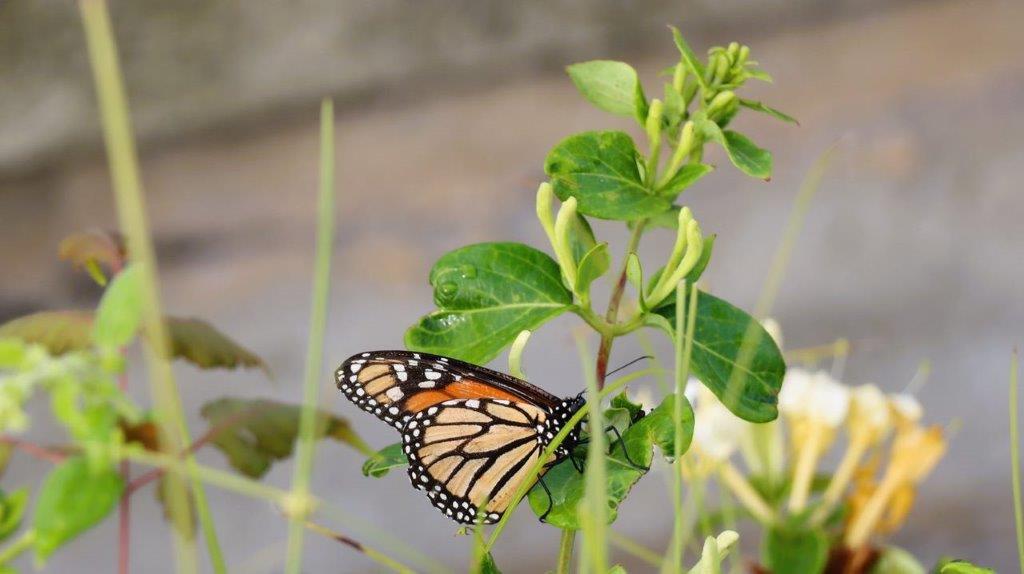 A butterfly on a plant

Description automatically generated