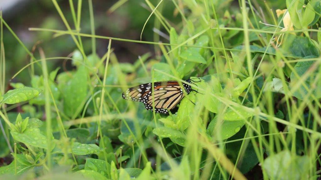 A butterfly on a leaf

Description automatically generated