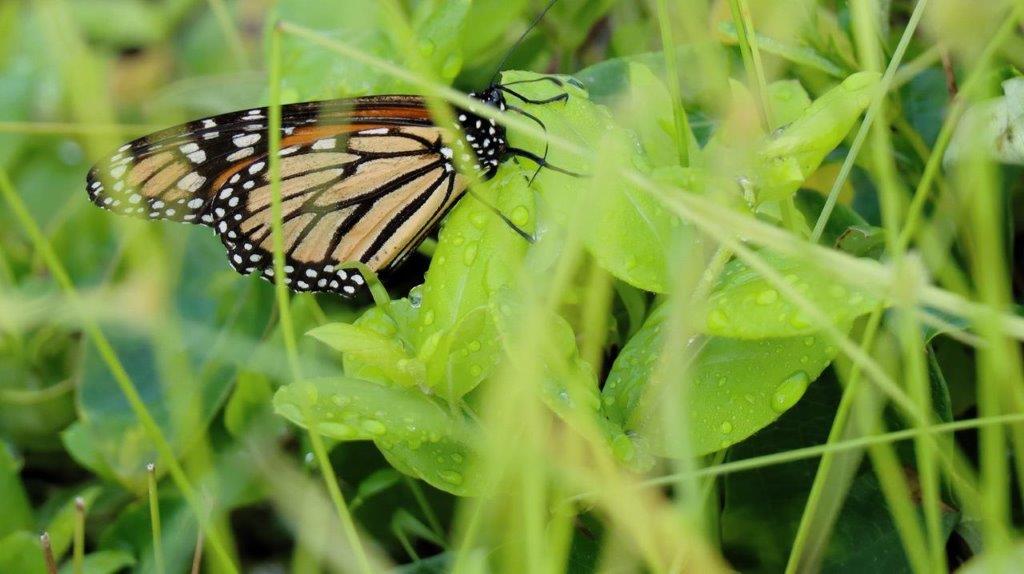 A butterfly on a leaf

Description automatically generated