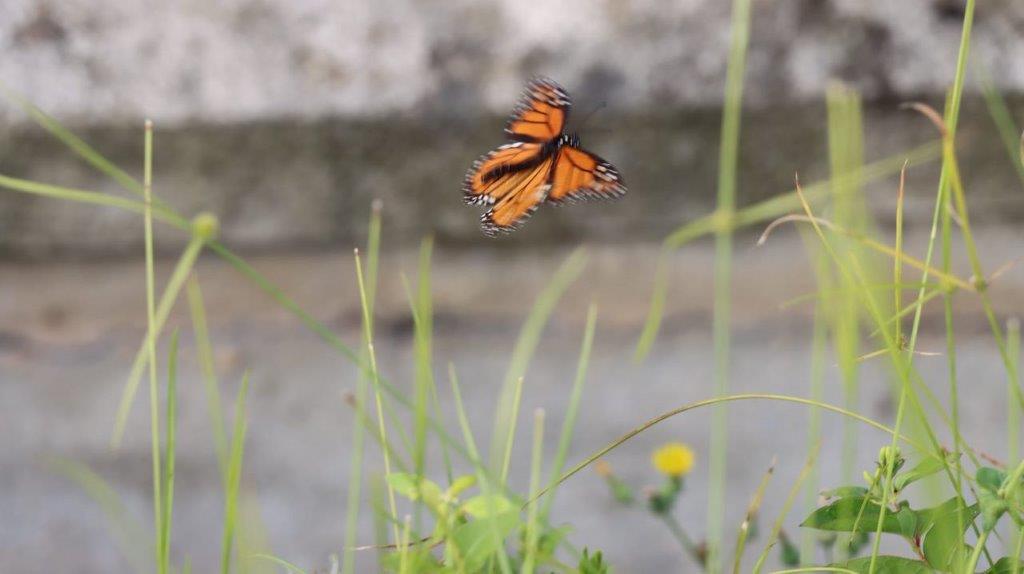 A butterfly flying in the air

Description automatically generated