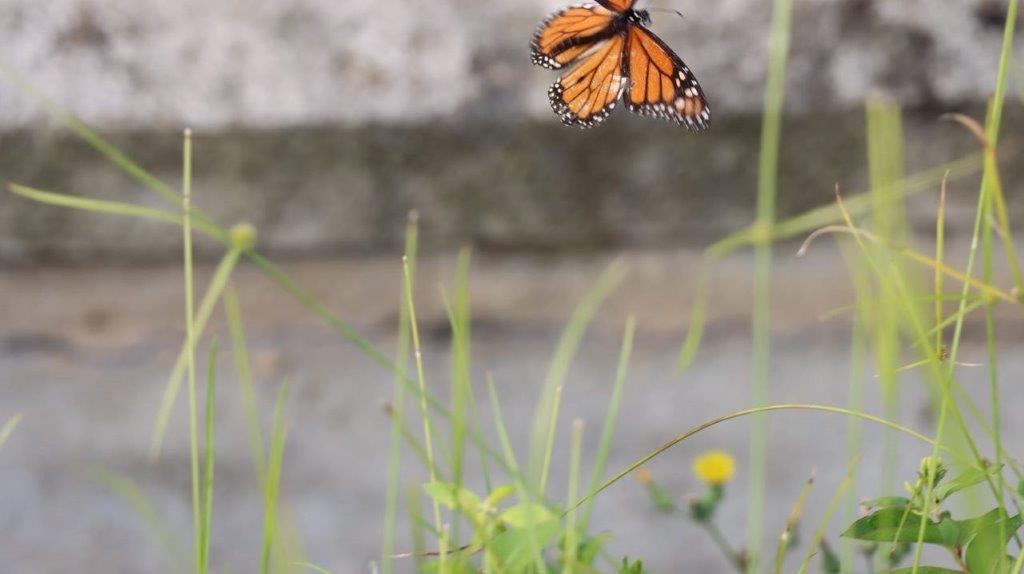 A butterfly flying in the air

Description automatically generated