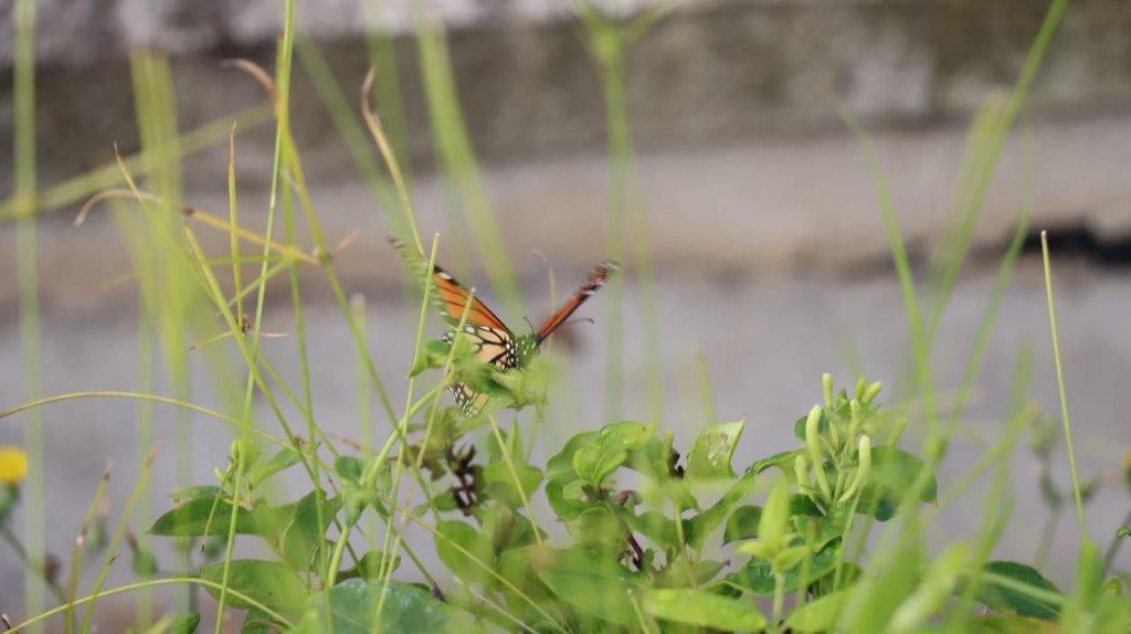 A butterfly on a plant

Description automatically generated