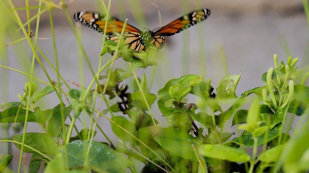 A butterfly on a plant

Description automatically generated