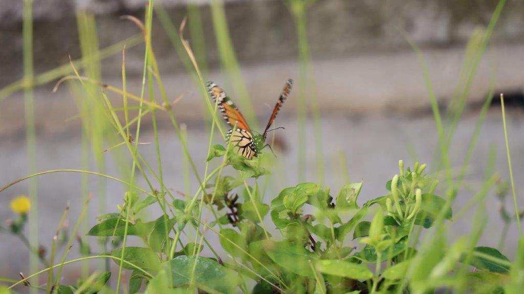 A butterfly on a plant

Description automatically generated