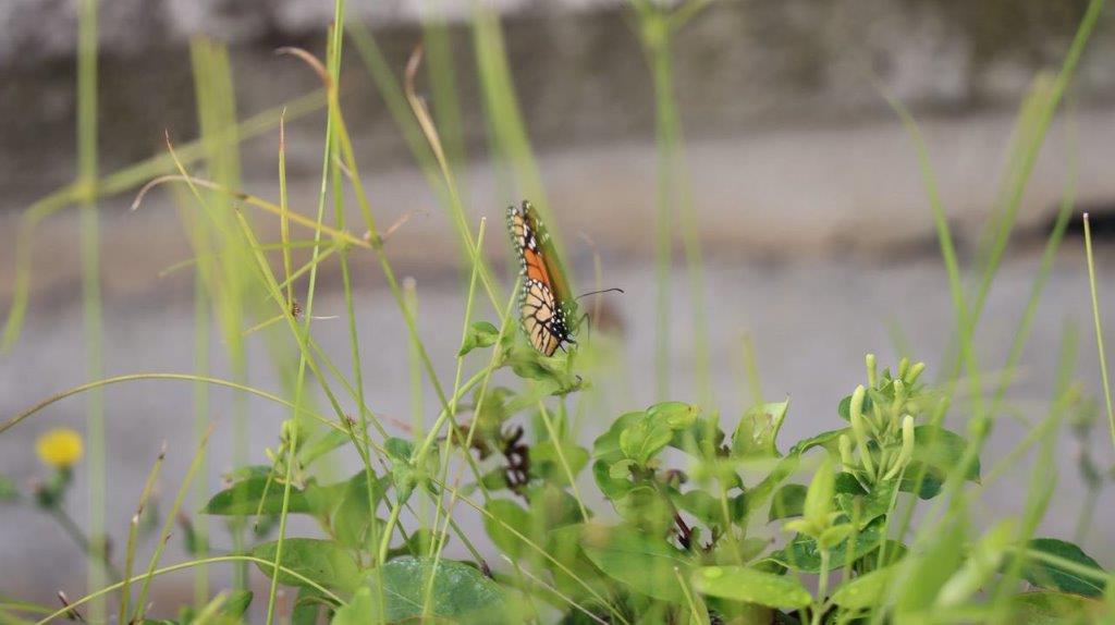 A butterfly on a plant

Description automatically generated